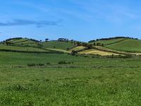 Grüne Hügel mit Baumheide westlich Toledo - Insel São Jorge